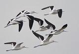 Avocets In Flight_42418A